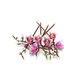 Magnoliatakken 11510 thumbnail-19