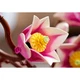 Magnoliatakken 11510 thumbnail-31