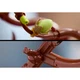 Magnoliatakken 11510 thumbnail-32