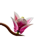 LEGO® Botanicals Magnolia Branches 11510 (7/40) LEGO® Botanicals Magnolia Branches 11510 (7/40)