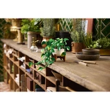 LEGO® Botanicals Hanging Golden Pothos 11512 (10/35)