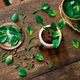 Hanging Golden Pothos 11512 thumbnail-13