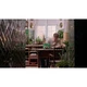 Hanging Golden Pothos 11512 thumbnail-15