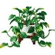 Hanging Golden Pothos 11512 thumbnail-16