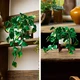 Hanging Golden Pothos 11512 thumbnail-23