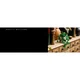Hanging Golden Pothos 11512 thumbnail-34