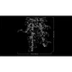 Hanging Golden Pothos 11512 thumbnail-2