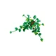 Hanging Golden Pothos 11512 thumbnail-3
