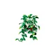Hanging Golden Pothos 11512 thumbnail-4