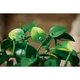 Hanging Golden Pothos 11512 thumbnail-8