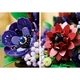 Dark Flower Arrangement 11513 thumbnail-29