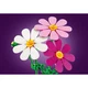 Kosmeen 11514 thumbnail-17