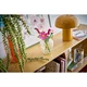 Kosmeen 11514 thumbnail-8