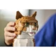 Le chat roux 21376 thumbnail-10