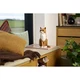 Le chat roux 21376 thumbnail-12