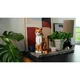 Le chat roux 21376 thumbnail-16