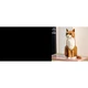 Le chat roux 21376 thumbnail-24