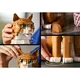 Le chat roux 21376 thumbnail-26