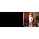 Le chat roux 21376 thumbnail-33