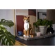 Le chat roux 21376 thumbnail-8