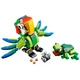 Rainforest Animals 31031 thumbnail-1