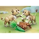 Wilde Tiere: Majestätischer Löwe 31386 thumbnail-31