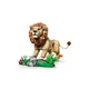 Wilde Tiere: Majestätischer Löwe 31386 thumbnail-5