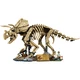 Les fossiles de dinosaure: le tricératops 77985 thumbnail-19