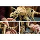 Les fossiles de dinosaure: le tricératops 77985 thumbnail-30