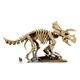 Les fossiles de dinosaure: le tricératops 77985 thumbnail-2