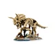 Les fossiles de dinosaure: le tricératops 77985 thumbnail-3
