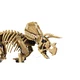 Les fossiles de dinosaure: le tricératops 77985 thumbnail-4